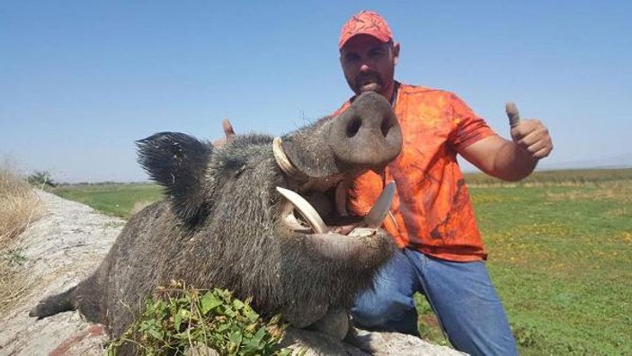 Denizli'de 200 kiloluk domuz av oldu