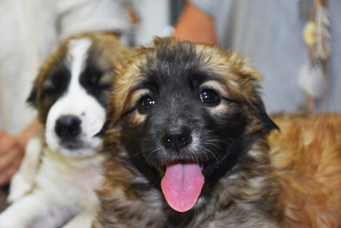 Kulakları kesilen köpek yavruları koruma altında