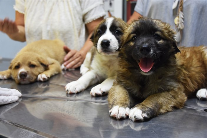 Kulakları kesilen köpek yavruları koruma altında