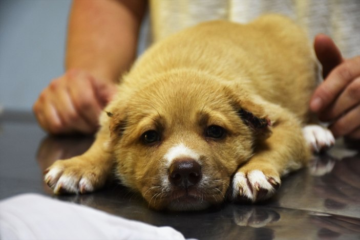 Kulakları kesilen köpek yavruları koruma altında