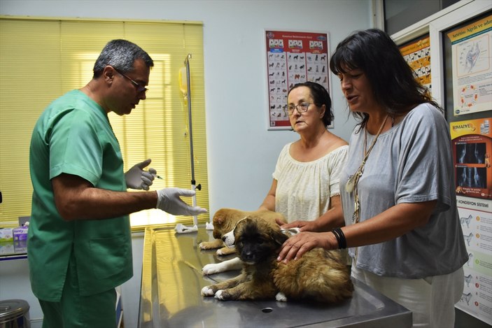 Kulakları kesilen köpek yavruları koruma altında