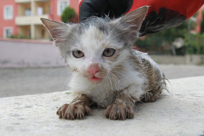 Tuvalete düşen kediyi AFAD ekibi kurtardı