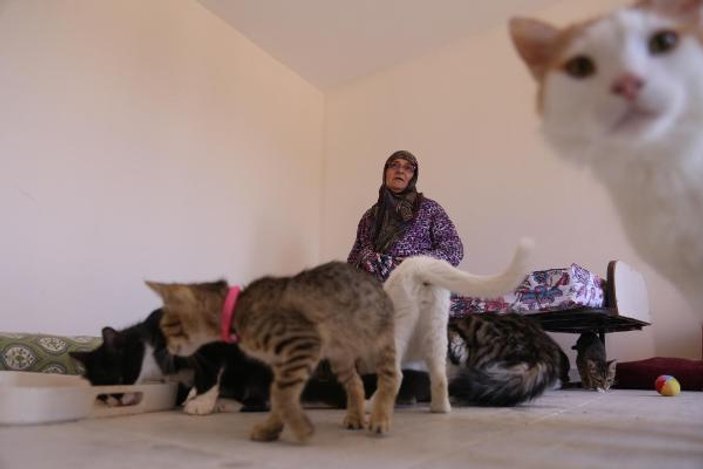 59 yaşındaki hayvansever 100 kedinin bakımını yapıyor