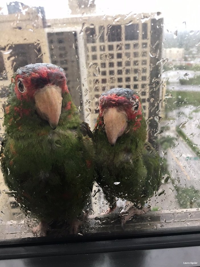 Irma Kasırgası'ndan kaçan papağanlar otele sığındı