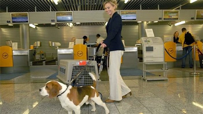 Uçakta hayvan taşıma kuralları nelerdir