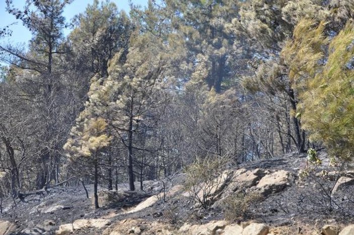 Tekirdağ'da 10 hektar ormanlık yandı