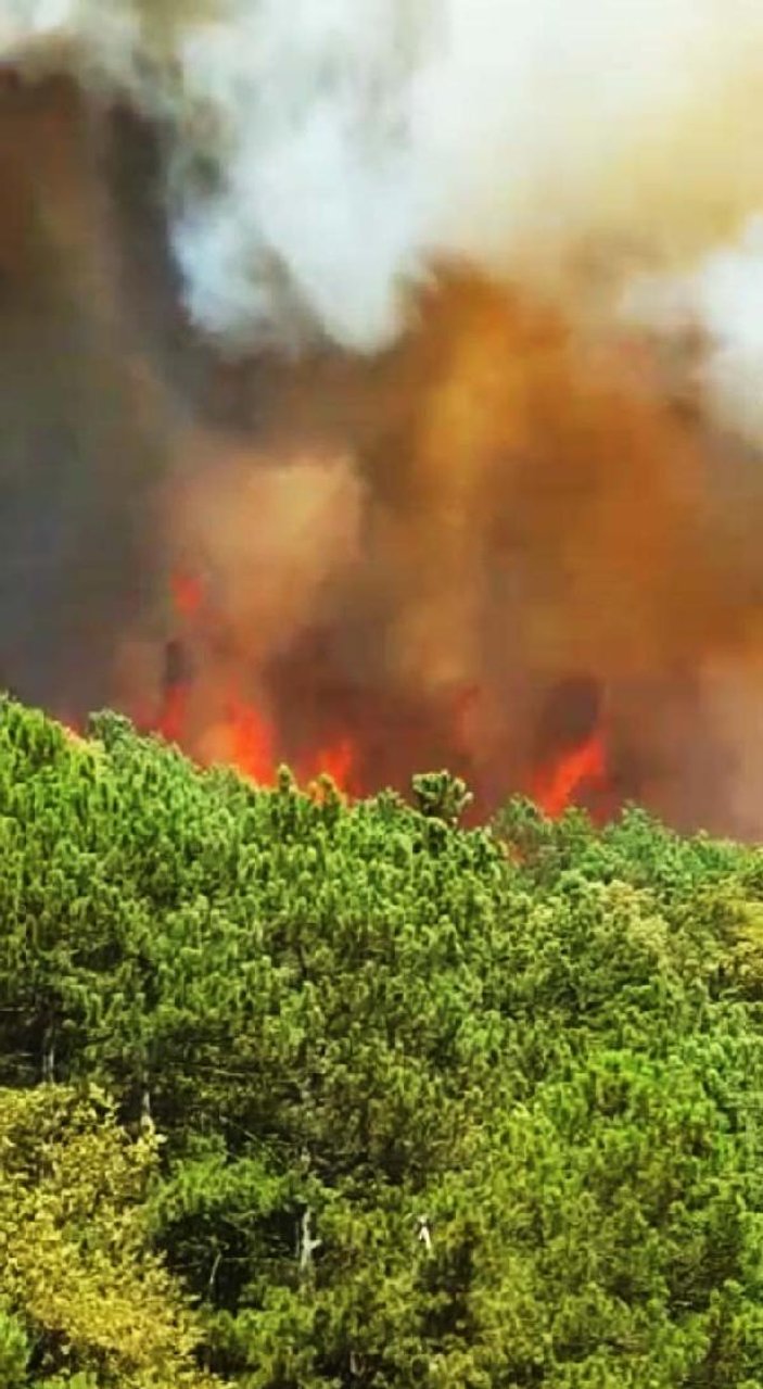 Sakarya'da 10 hektarlık ormanlık alan yandı