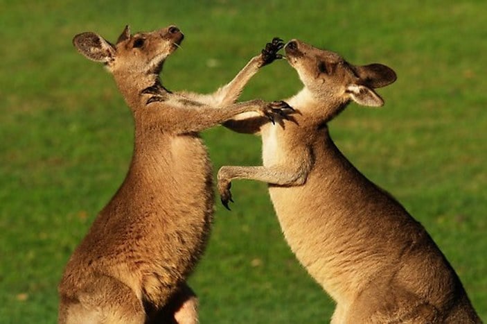 Avustralyalı uzmanlardan kanguru tüketin çağrısı