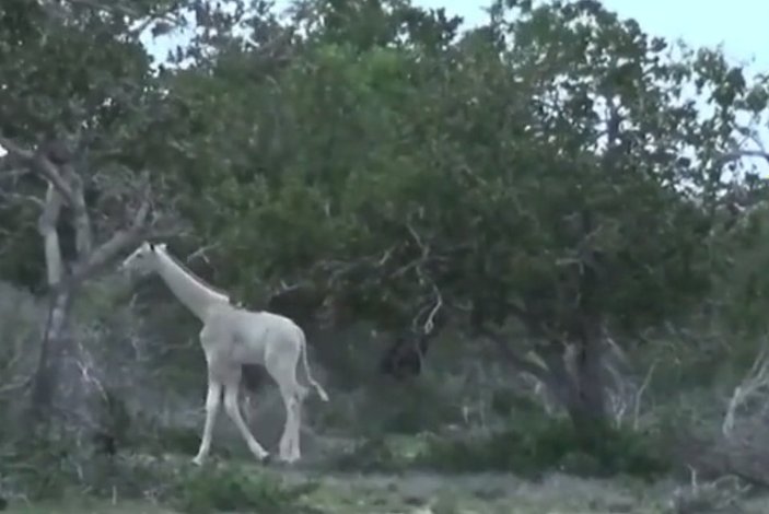 Tanzanya'da beyaz zürafa görüldü