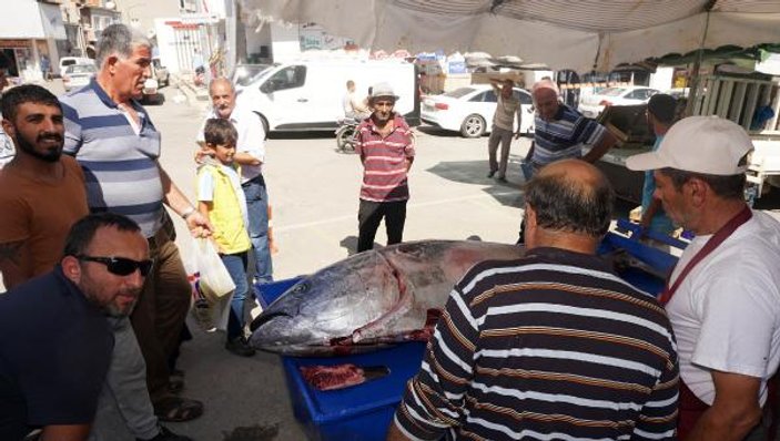 Saros Körfezi'nde dev granyöz balığı yakalandı