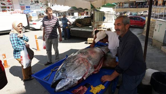 Saros Körfezi'nde dev granyöz balığı yakalandı