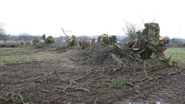 200 ağacı kesen İngiliz'e rekor ceza