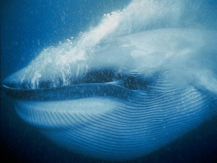 Dev mavi balinanın yiyebileceği en büyük şey nedir