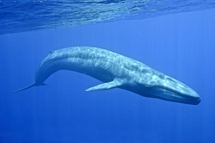 Dev mavi balinanın yiyebileceği en büyük şey nedir