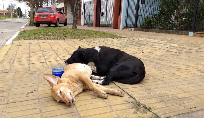 Sokak köpeği ölen arkadaşının yanından ayrılmadı