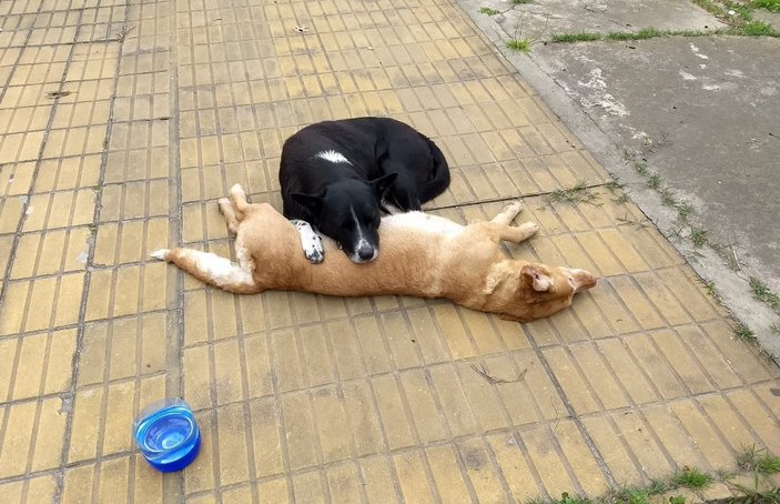 Sokak köpeği ölen arkadaşının yanından ayrılmadı