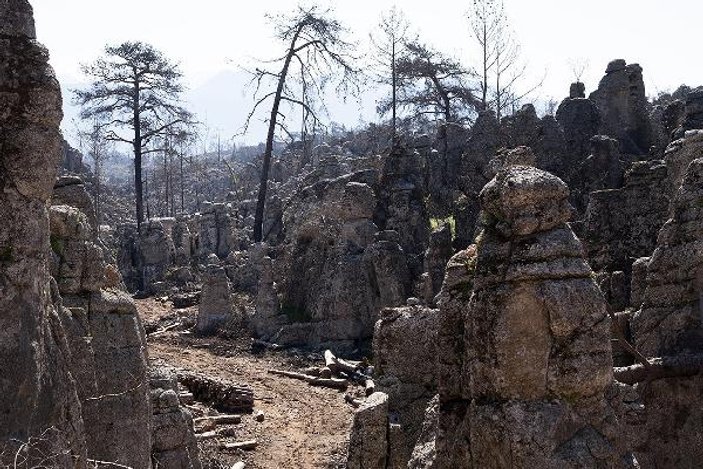 Antalya'da yanan ormanlar yeşillendiriliyor