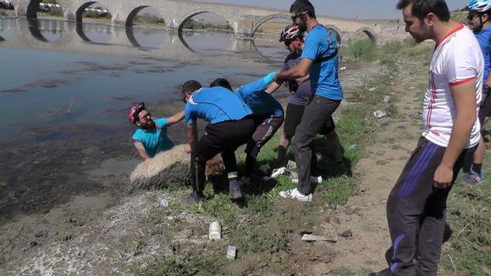 Çamura saplanan koyunun imdadına bisikletçiler yetişti