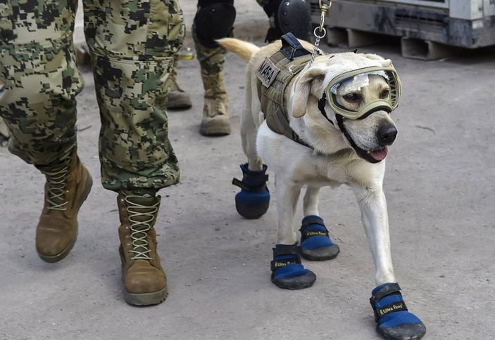 Meksika'nın kahraman köpeği hayat kurtarıyor