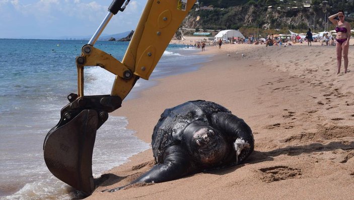 İspanya'da karaya vuran 700 kiloluk dev deniz kaplumbağası