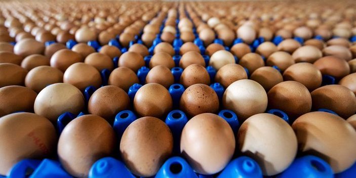 Avrupa'da yumurta krizi büyüyor