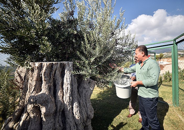 Mersin'de 800 yıllık ağaçta zeytin hasadı