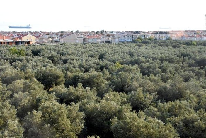 Şarköy'de kesilen zeytin ağaçlarının yerine siteler geldi