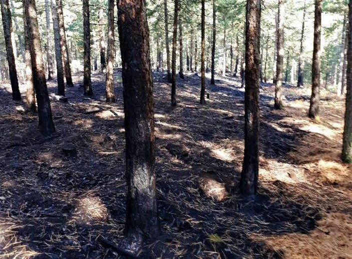 Kazdağları'nda orman yangını