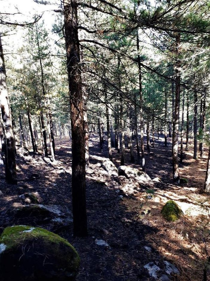 Kazdağları'nda orman yangını