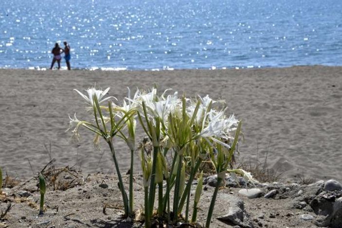 Likya kum zambakları yok olma eşiğinde