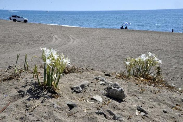 Likya kum zambakları yok olma eşiğinde