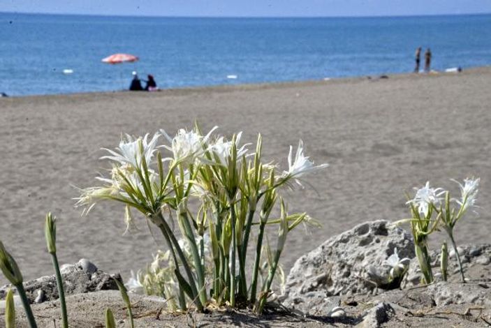 Likya kum zambakları yok olma eşiğinde