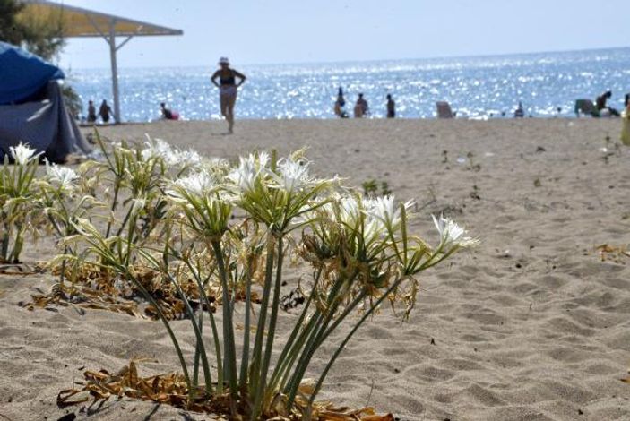 Likya kum zambakları yok olma eşiğinde