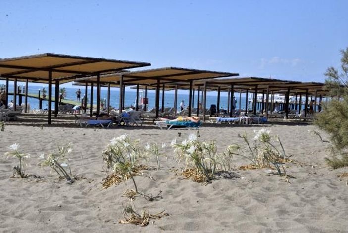 Likya kum zambakları yok olma eşiğinde