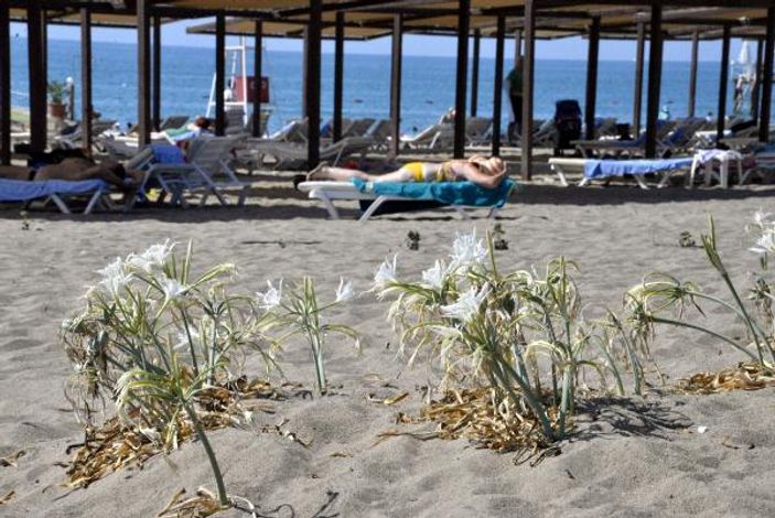 Likya kum zambakları yok olma eşiğinde