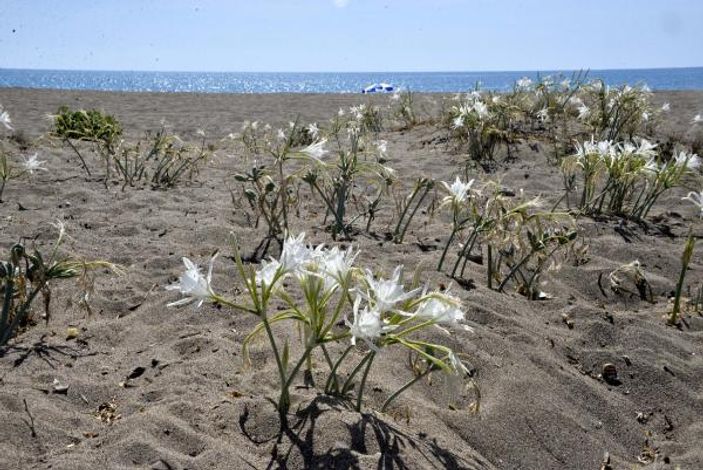 Likya kum zambakları yok olma eşiğinde