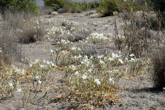 Likya kum zambakları yok olma eşiğinde
