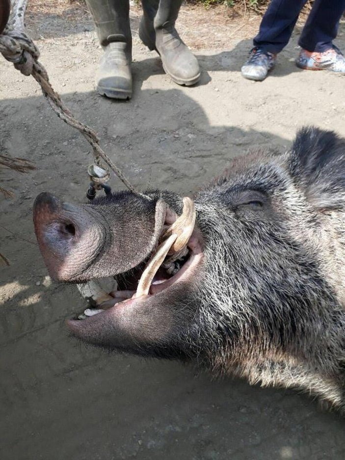 İzmir'de çiftçinin kabusu olan domuz öldürüldü
