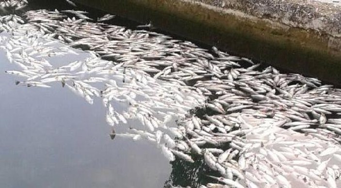 Alabalık tesisinde 10 bin balık telef oldu