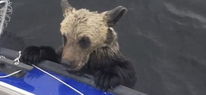 Suya düşen ayılar kepçe ile kurtarıldı