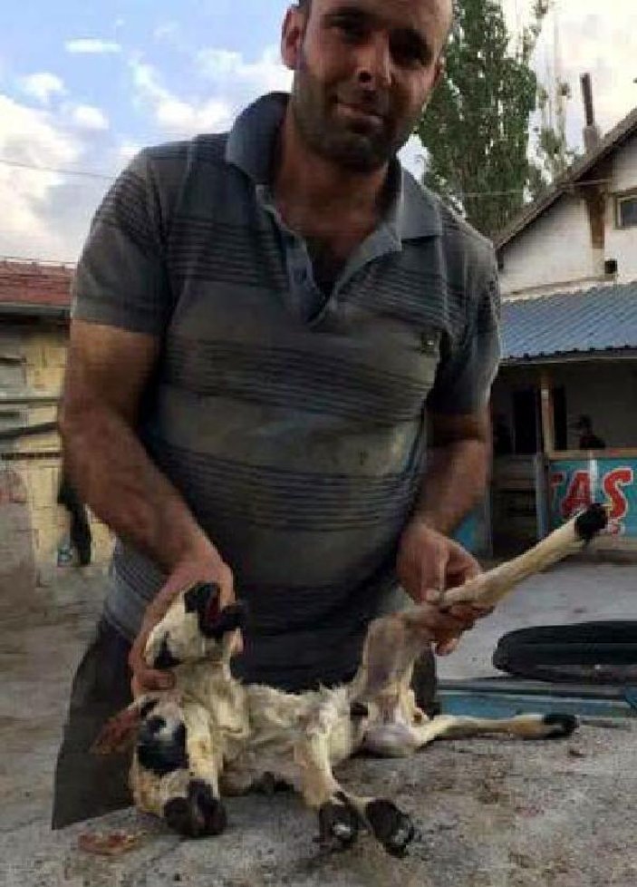 Kayseri'de çift başlı kuzu doğdu