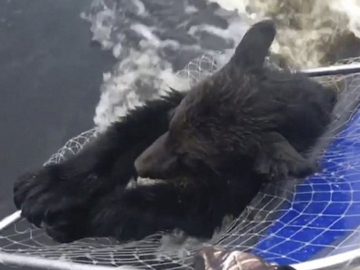 Suya düşen ayılar kepçe ile kurtarıldı