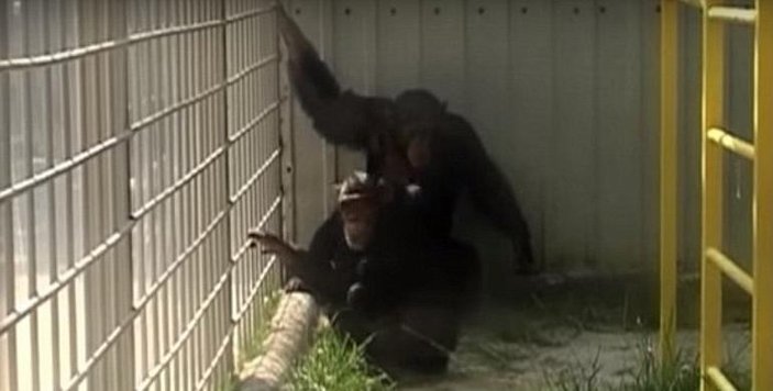 Şempanze, eşini öpen bakıcıya saldırdı