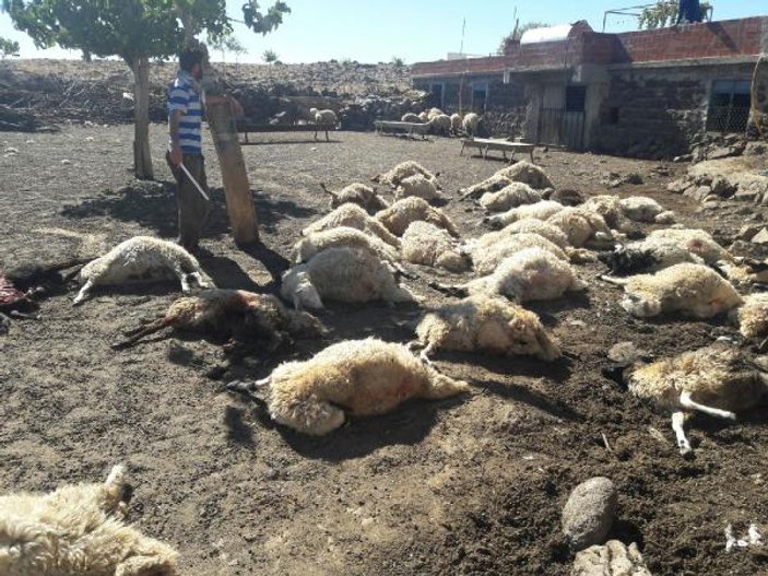 Şanlıurfa'da kurtların saldırdığı 40 koyun telef oldu