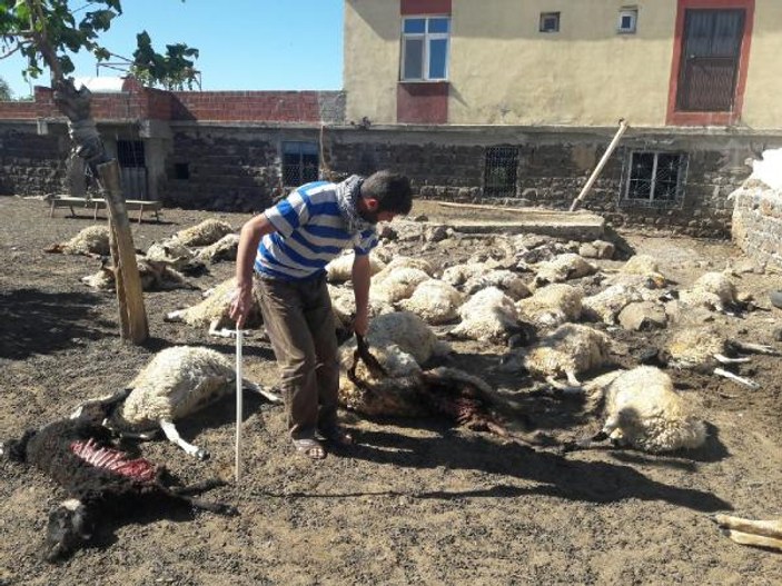 Şanlıurfa'da kurtların saldırdığı 40 koyun telef oldu