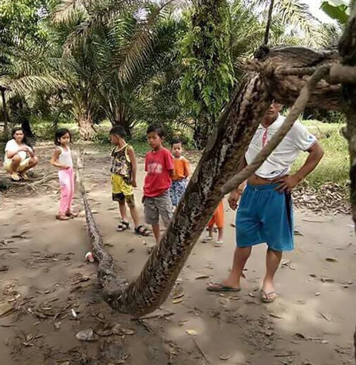 Endonezyalı köylüler öldürülen dev pitonu yediler