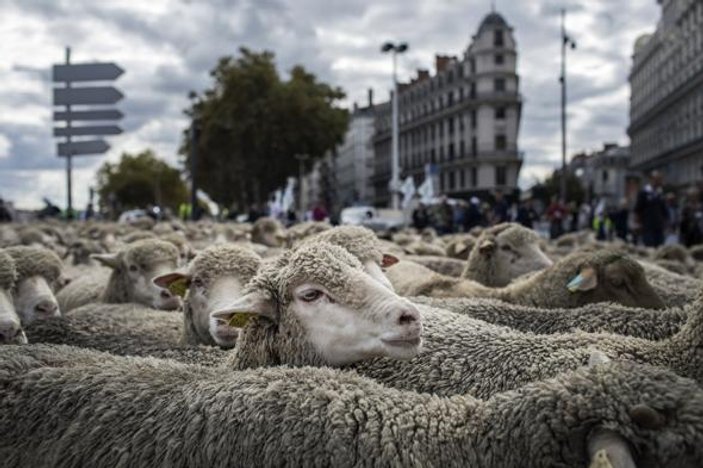 Lyon'da 1500 koyunla kurt protestosu