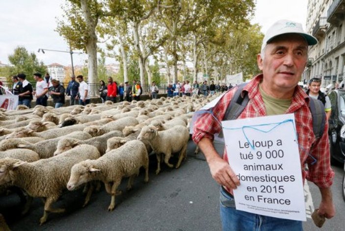 Lyon'da 1500 koyunla kurt protestosu