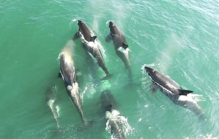 Katil balinaların yemek savaşı