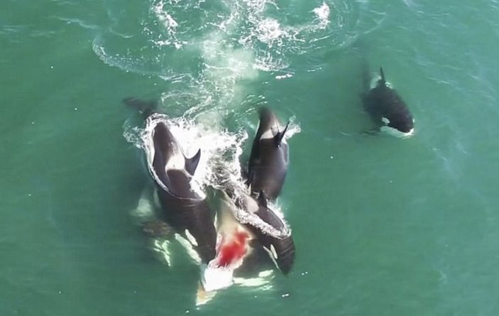 Katil balinaların yemek savaşı